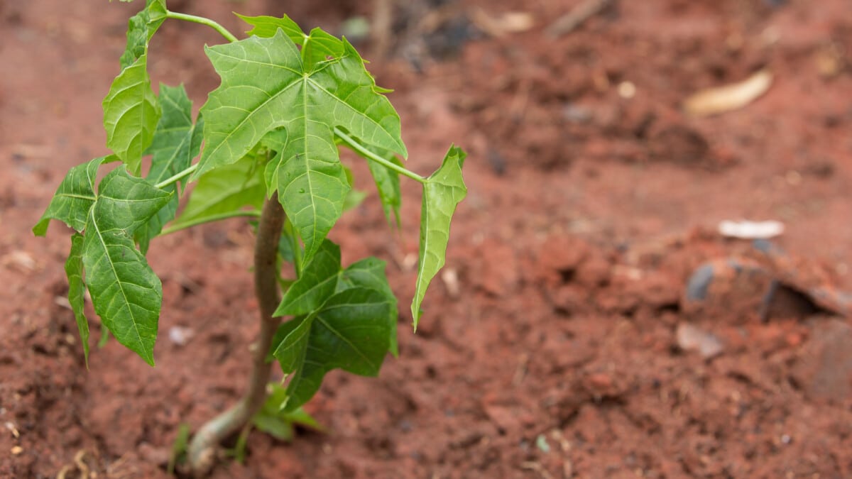 I see people setting their hands and hearts to cultivating gardens of life in the shadow of a world falling apart. These days, my hope grows from what we are planting. Photo by Mike DuBose, UMNS.