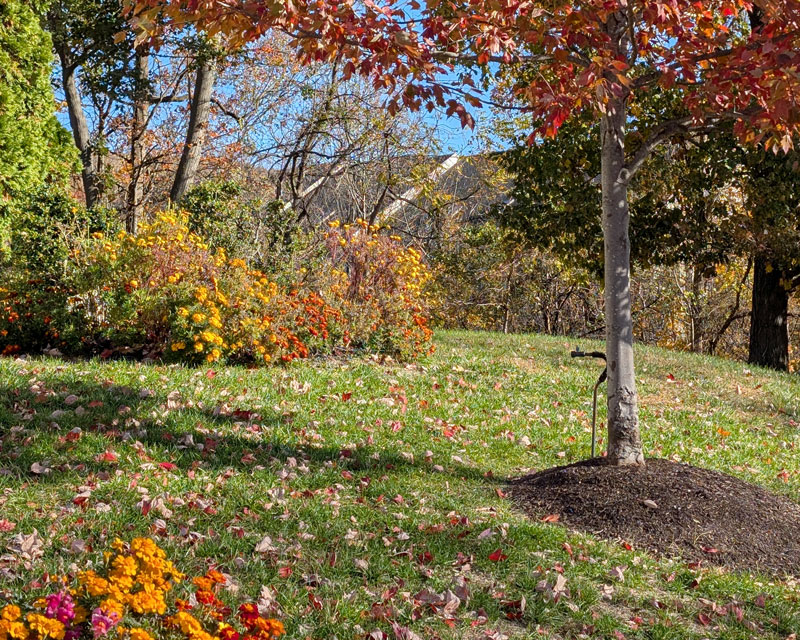 Monday Reflections: The Cook