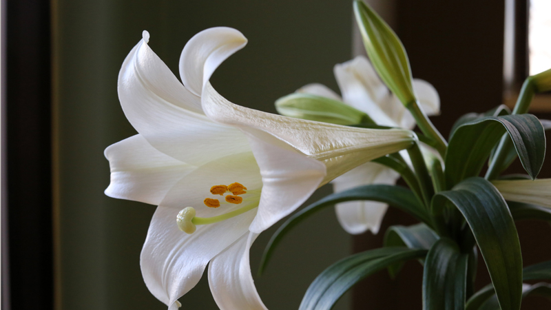 Monday Reflections: Metamorphosis