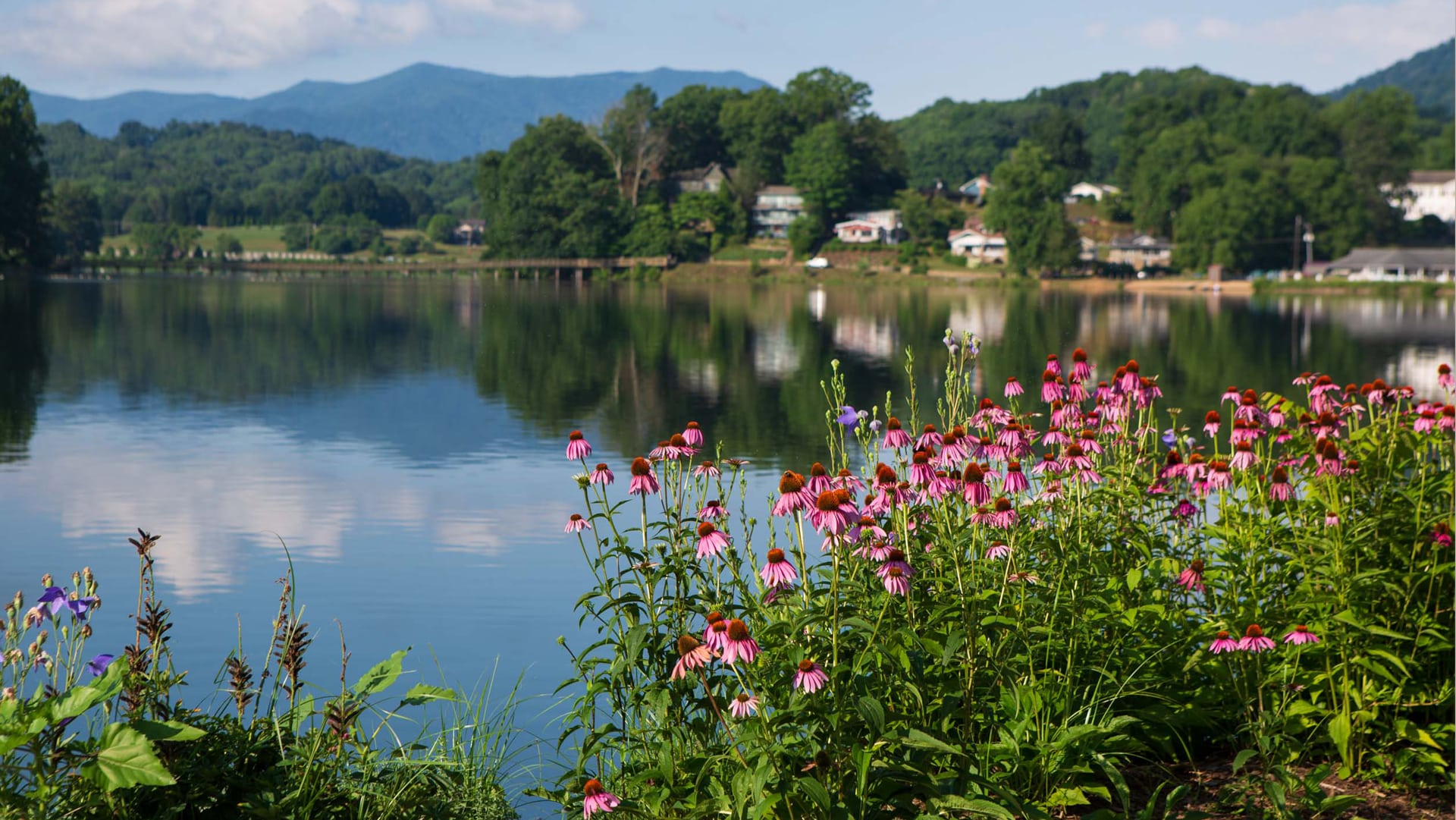 6-5-2026-DS-DCM-Scenic-Summer-Flowers-1-2
